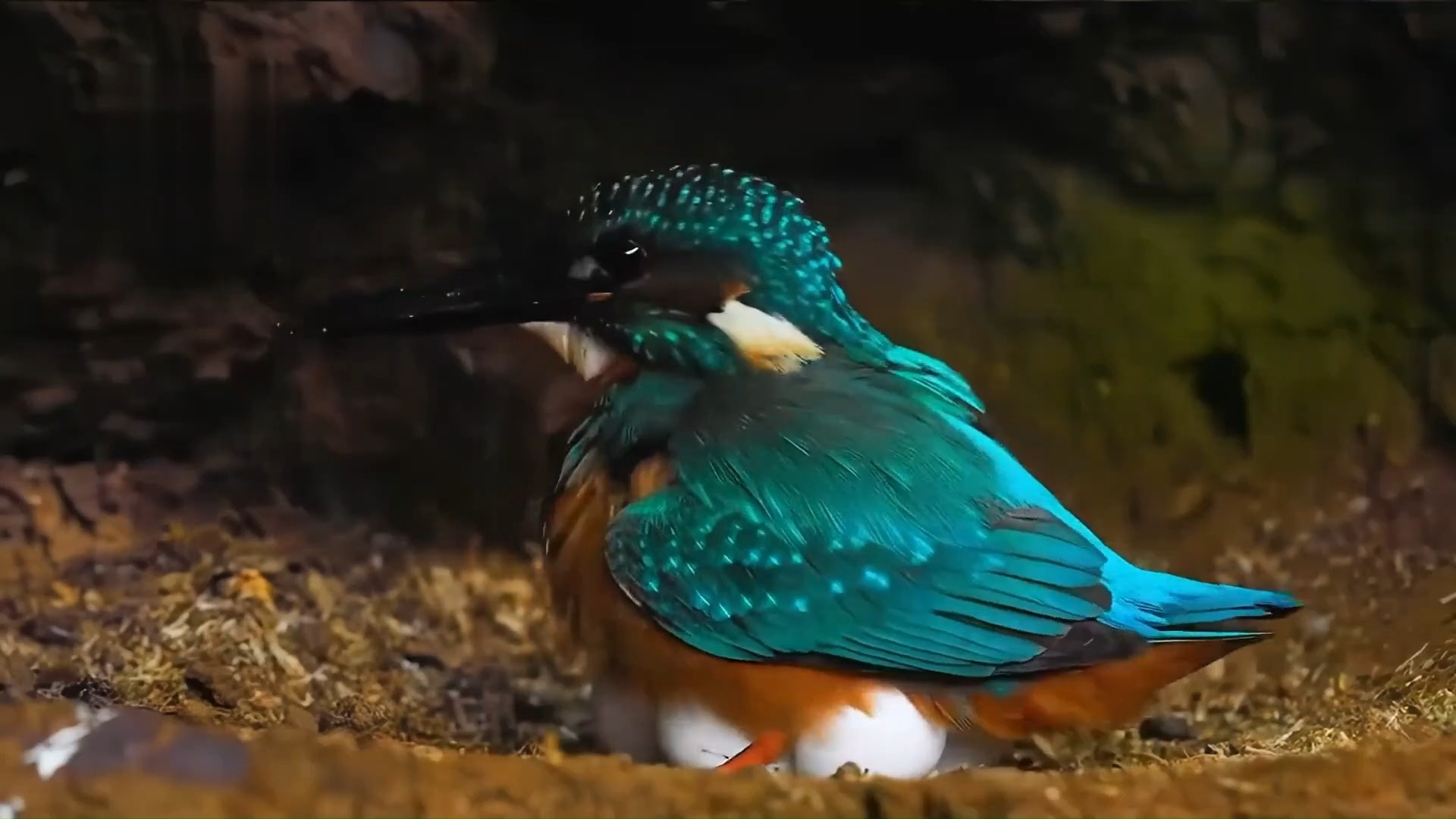 快来看看翠鸟妈妈孵蛋过程