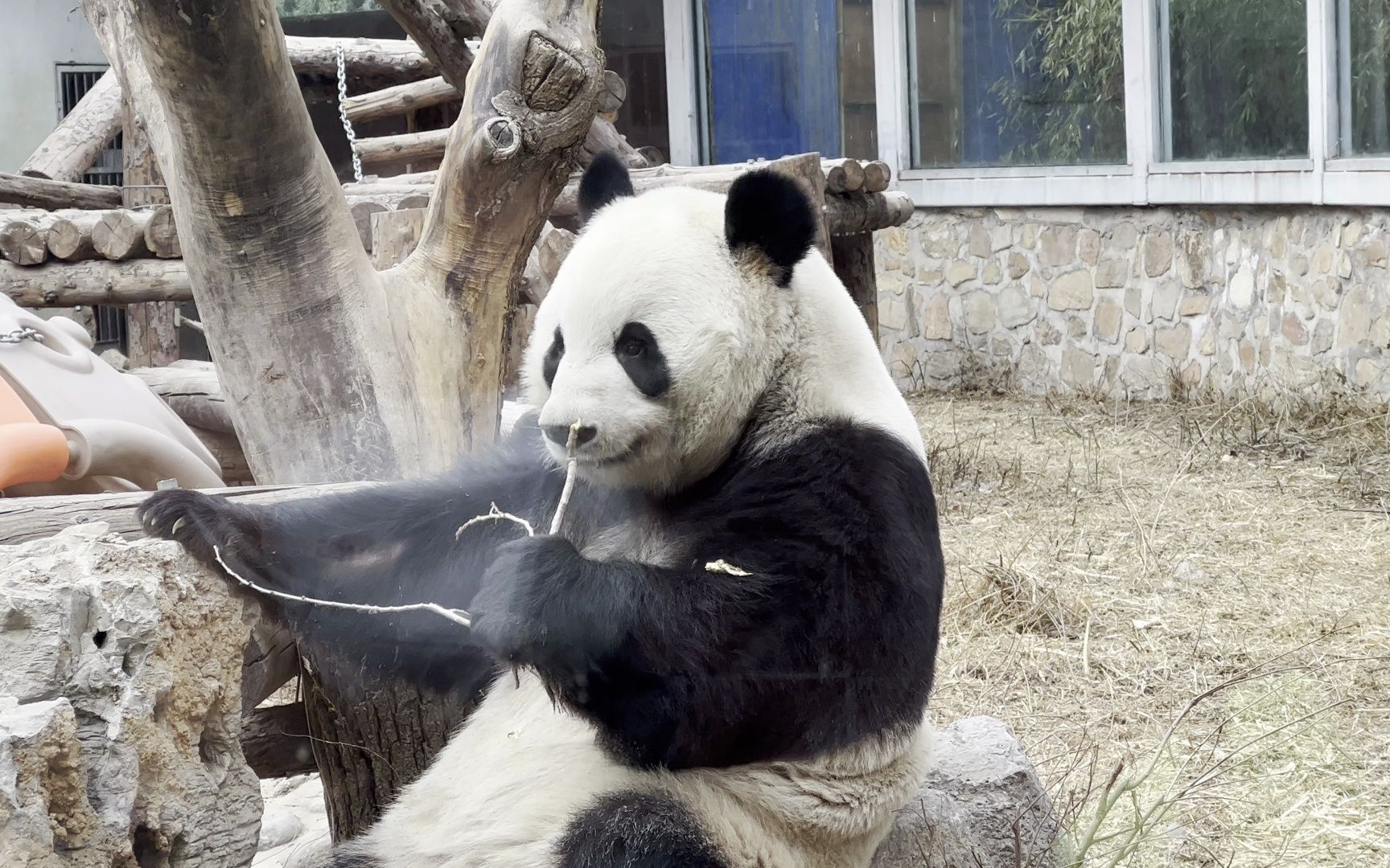 【大熊猫萌兰】么么儿再度吃草根,还把小手搭在石头上摆样子,好“可怜”哦哔哩哔哩bilibili