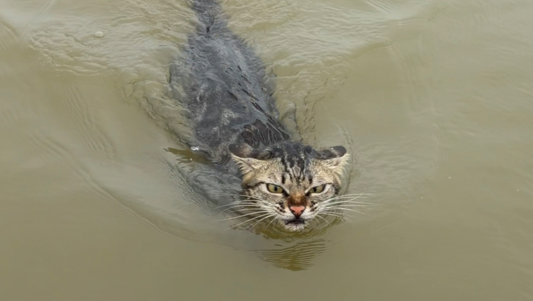 海边原住民打鱼猫