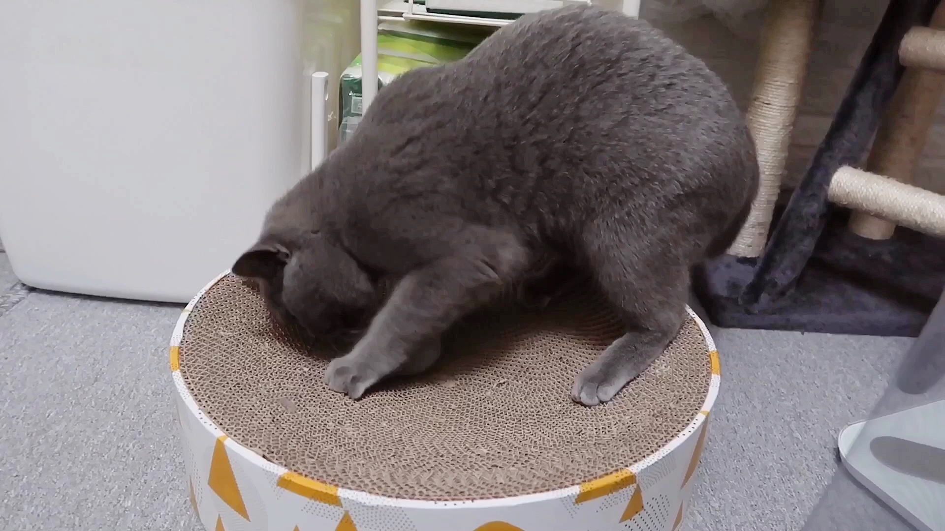 猫届球类运动积极训练中 | 英短蓝猫