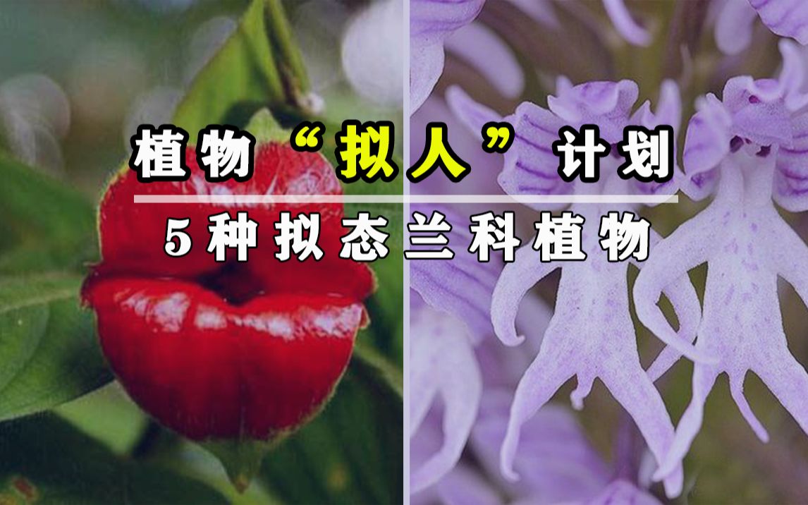 兰花竟能模拟“裸体男人”、“幽灵”外形,可爱而又诡异哔哩哔哩bilibili