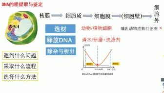 科研 如何快速提取基因组dna 碱煮法 哔哩哔哩 Bilibili
