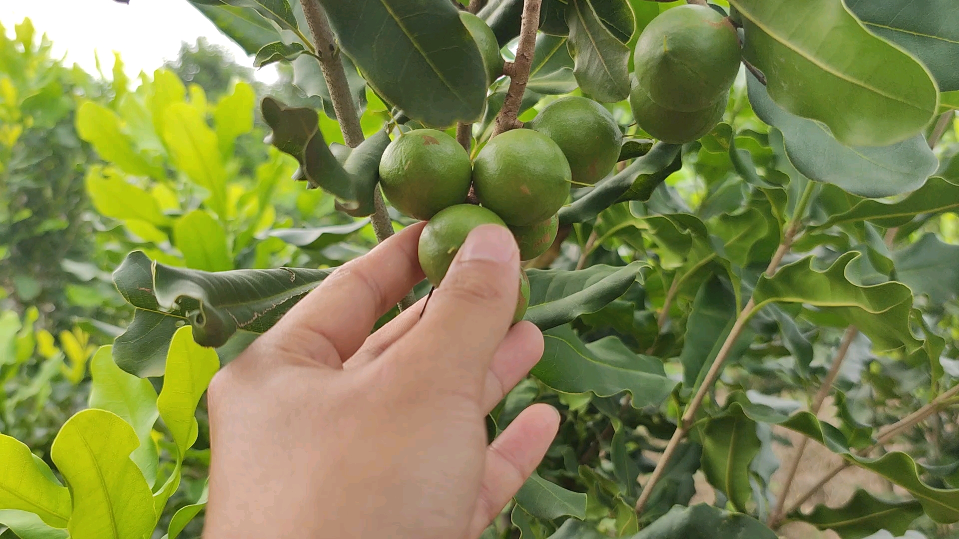 活動 澳洲堅果種植管理日常10——大苗有果新發現