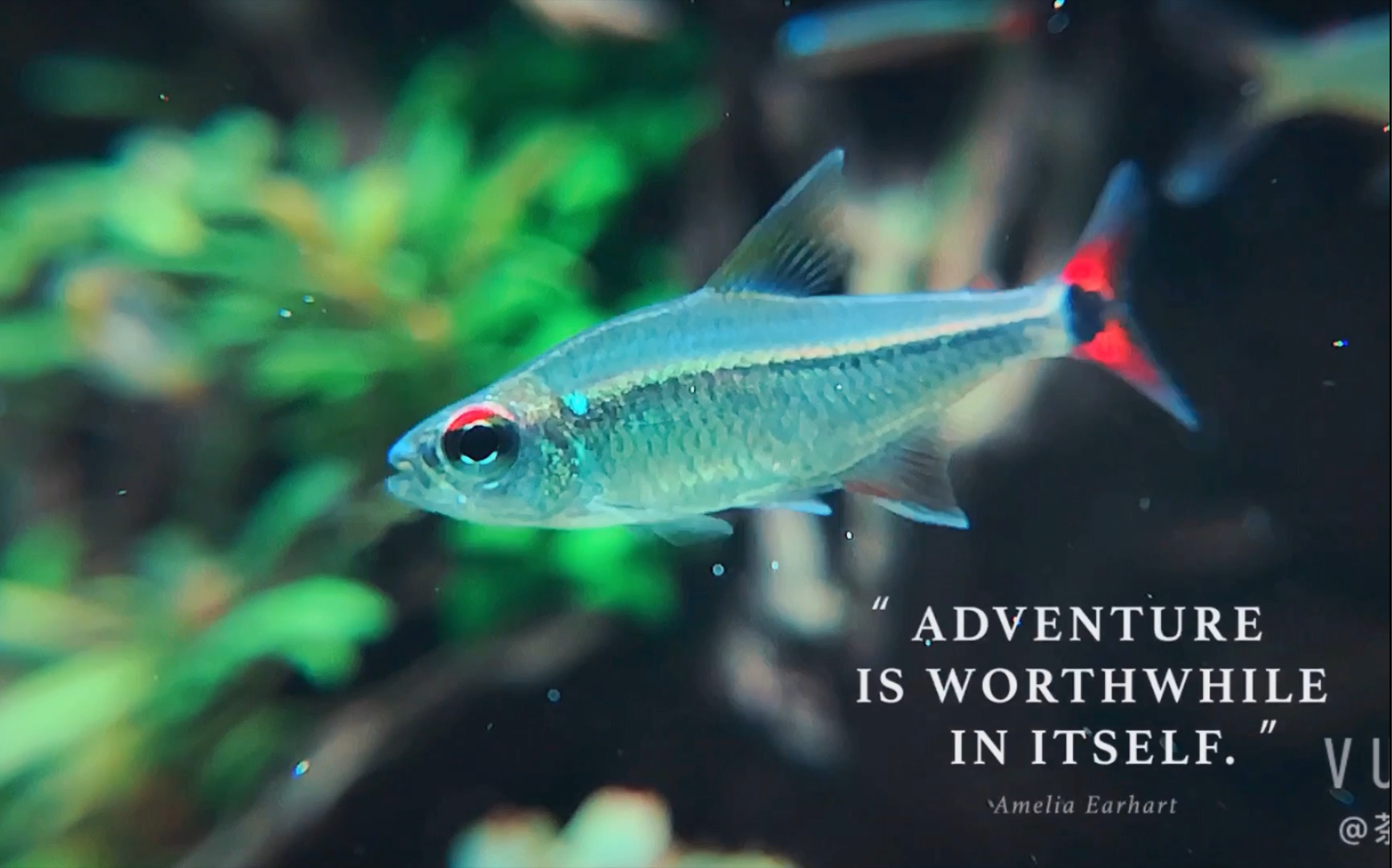 记录鱼缸皇室青魔鬼钻石灯彩月可卡试一下微距