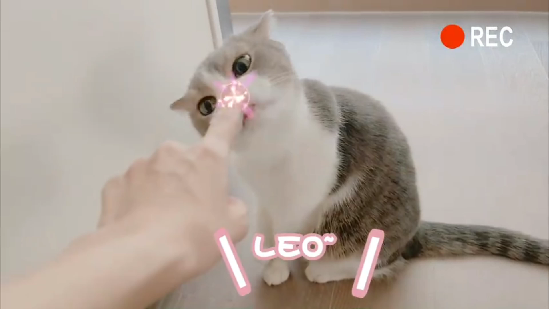 blackpinklisa萌宠小猫咪