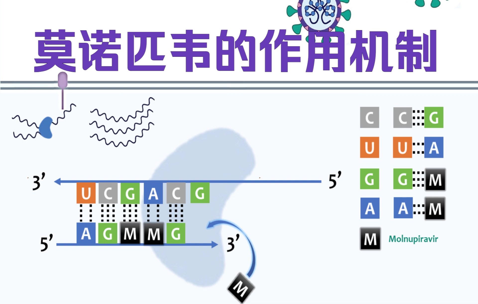 【中英字幕】默克最新新冠口服药莫诺匹(拉)韦的作用机制与合成路径 Molnupiravir哔哩哔哩bilibili