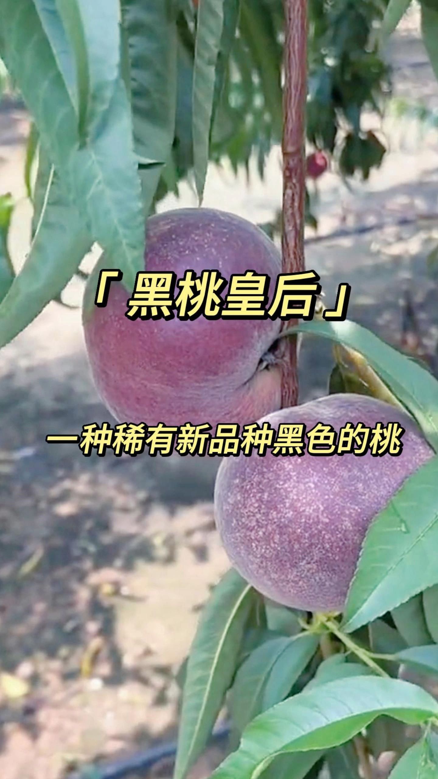 黑桃皇后一种稀有新品种的黑色桃子