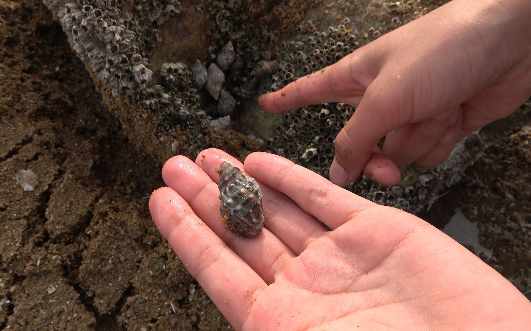 大梅赶海捡了好多海鲜需要吐沙,看到家里有大鱿鱼顺便做个辣炒!