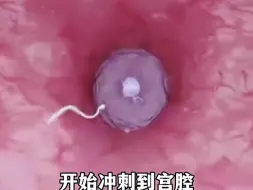 Descargar video: 3D动画演示双胞胎是怎么来的？