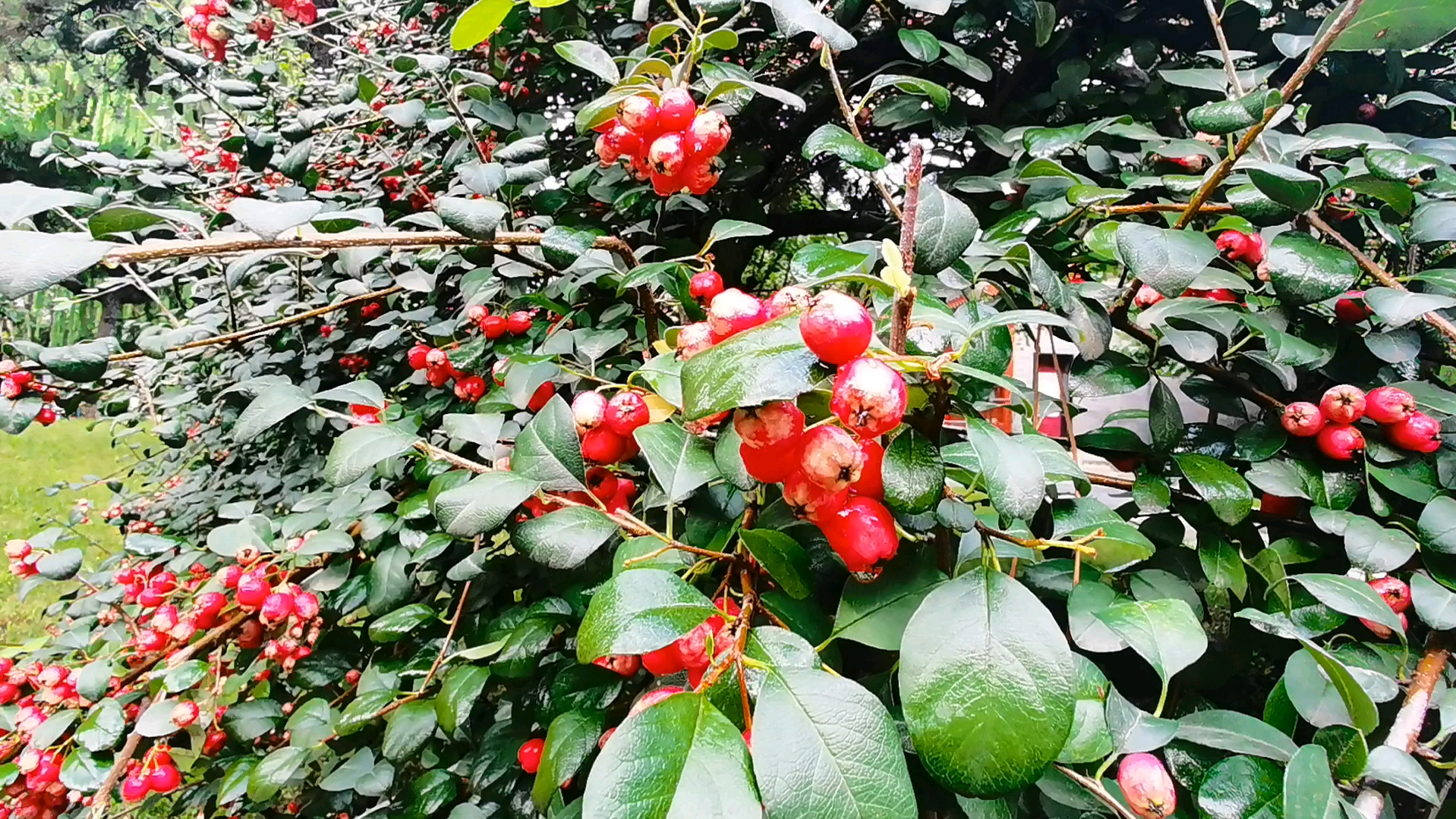 水栒子花味道图片