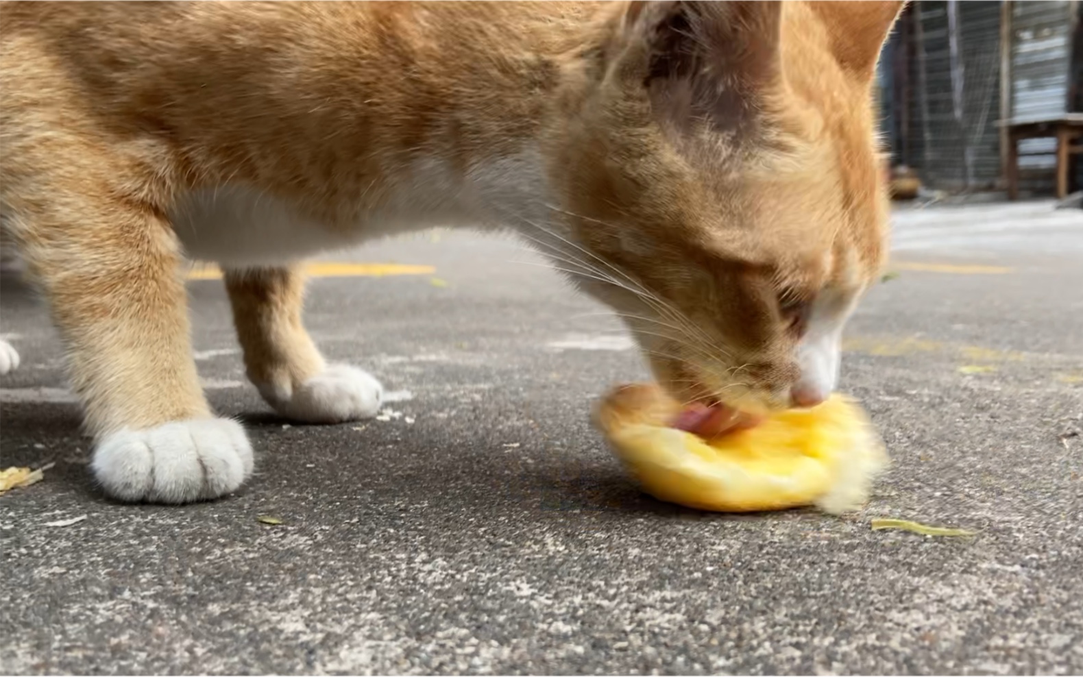 橘猫进食纯享版