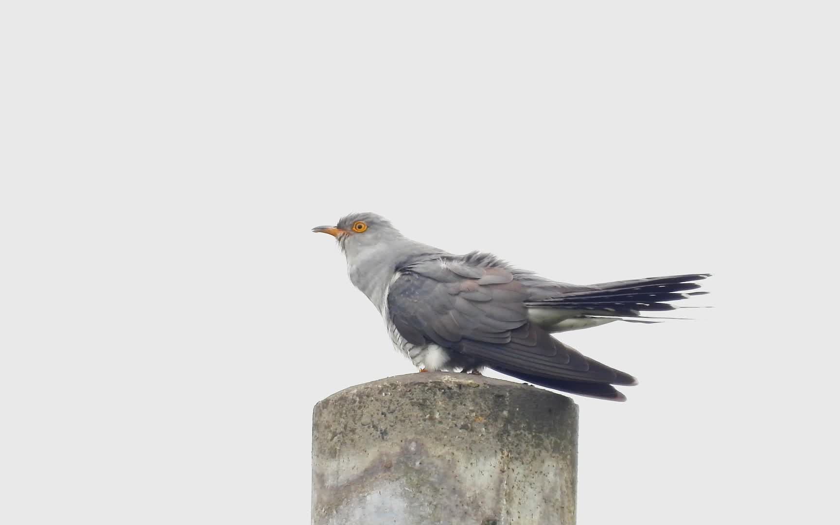 布谷鸟和斑鸠的区别,布谷鸟叫声和斑鸠叫声,不要搞混了哟