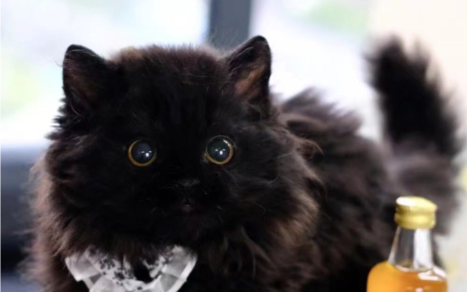 lambkin羊羔猫 金色大眼睛巨巨可爱!精品纯黑塞尔凯克卷毛弟弟