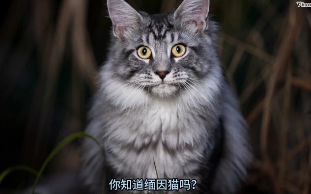 猫咪百科(一):你知道缅因猫吗?哔哩哔哩bilibili