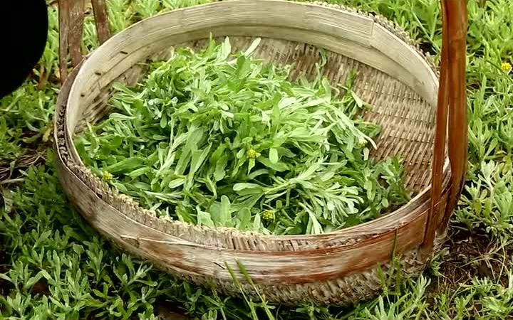 大自然对人类的恩赐是最慷慨的,田间地头的水菊草简单的加工就是一道