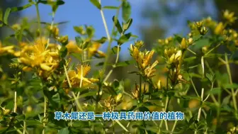 Скачать видео: 神秘植物草木樨。蜜蜂天堂。花中海洋