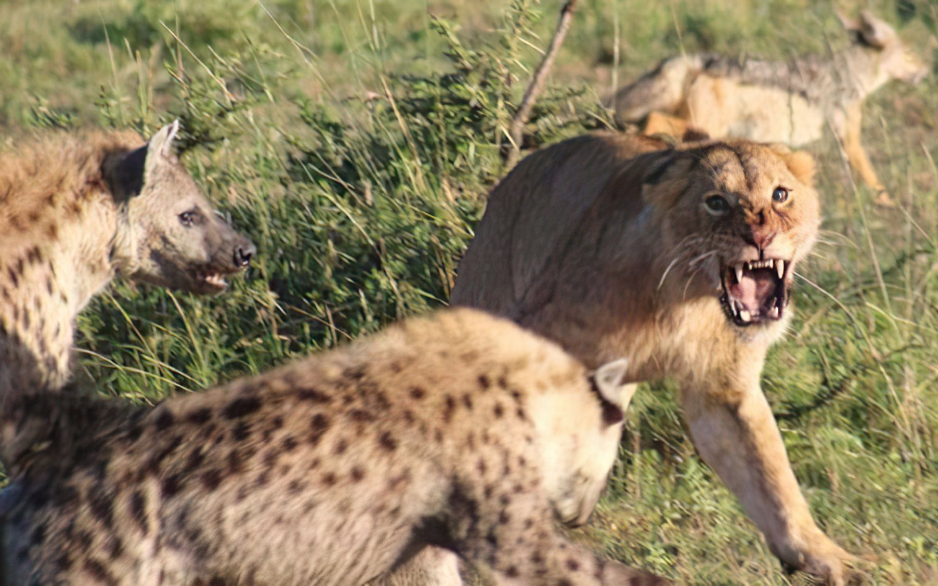 活动  鬣狗群屡屡受挫,高傲的公主死于野狗之手,女王带领团队重振旗鼓