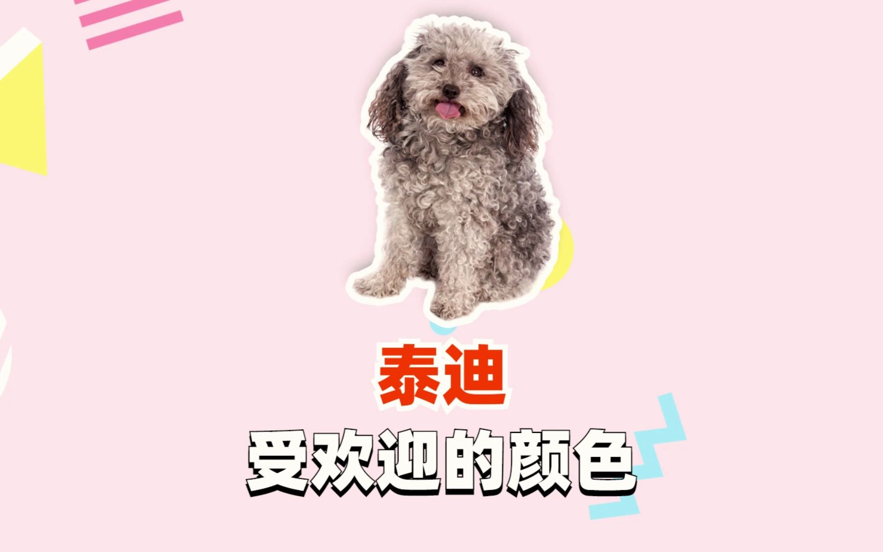 泰迪受欢迎的颜色,你家养了吗?哔哩哔哩bilibili