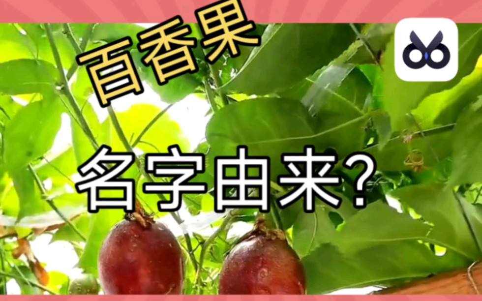 百香果这种水果的名字从何而来?哔哩哔哩bilibili