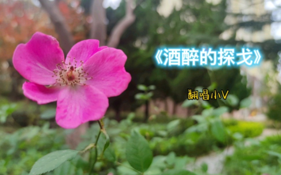 一首经典歌曲《酒醉的探戈》分享给大家,视频本人拍摄制作,本人翻唱.