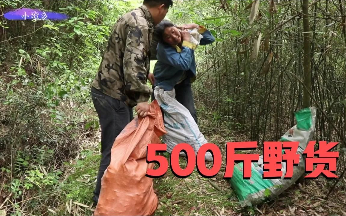 小农乡和妈妈进山1小时,收获500斤野货,足足4麻袋,过足了瘾哔哩哔哩bilibili