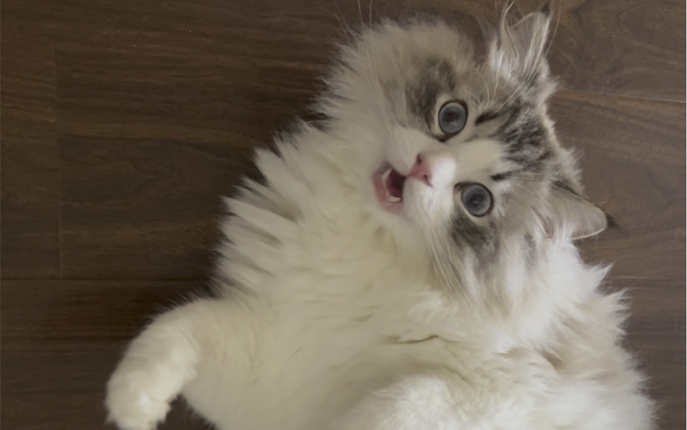 杠精修猫一开口就让铲屎官甘拜下风