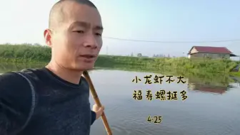 荷塘小龙虾苗真不少，稻田虾苗感觉不多，6亩塘全是福寿螺