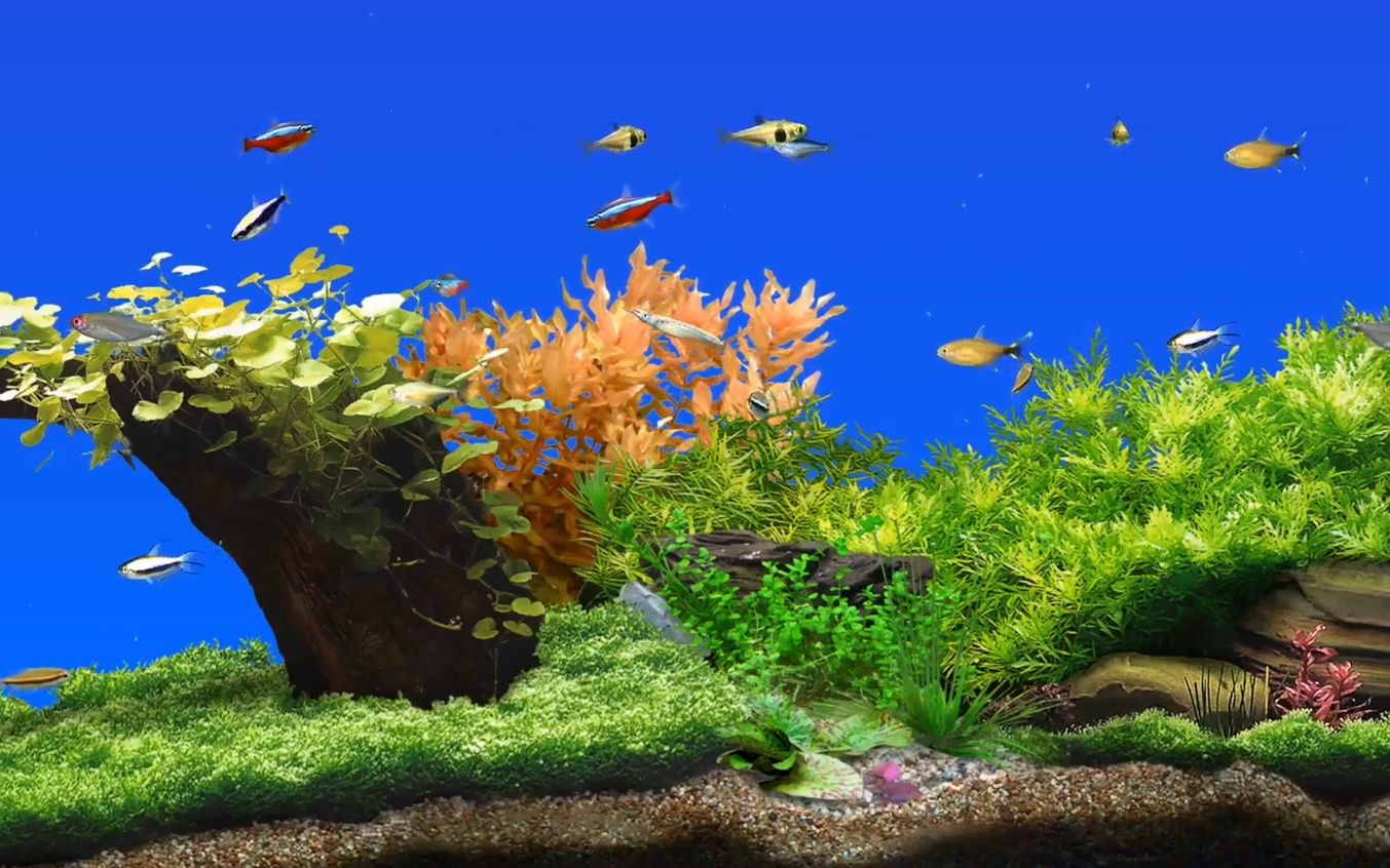 f517 2k画质梦幻海底世界海洋水族馆清澈水底鱼儿游动烧烤店咖啡厅大