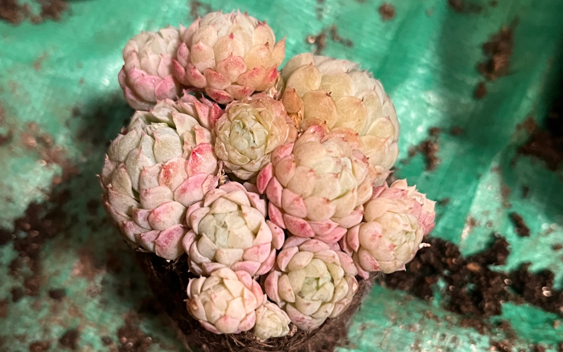 多肉-小粉莓 上盆