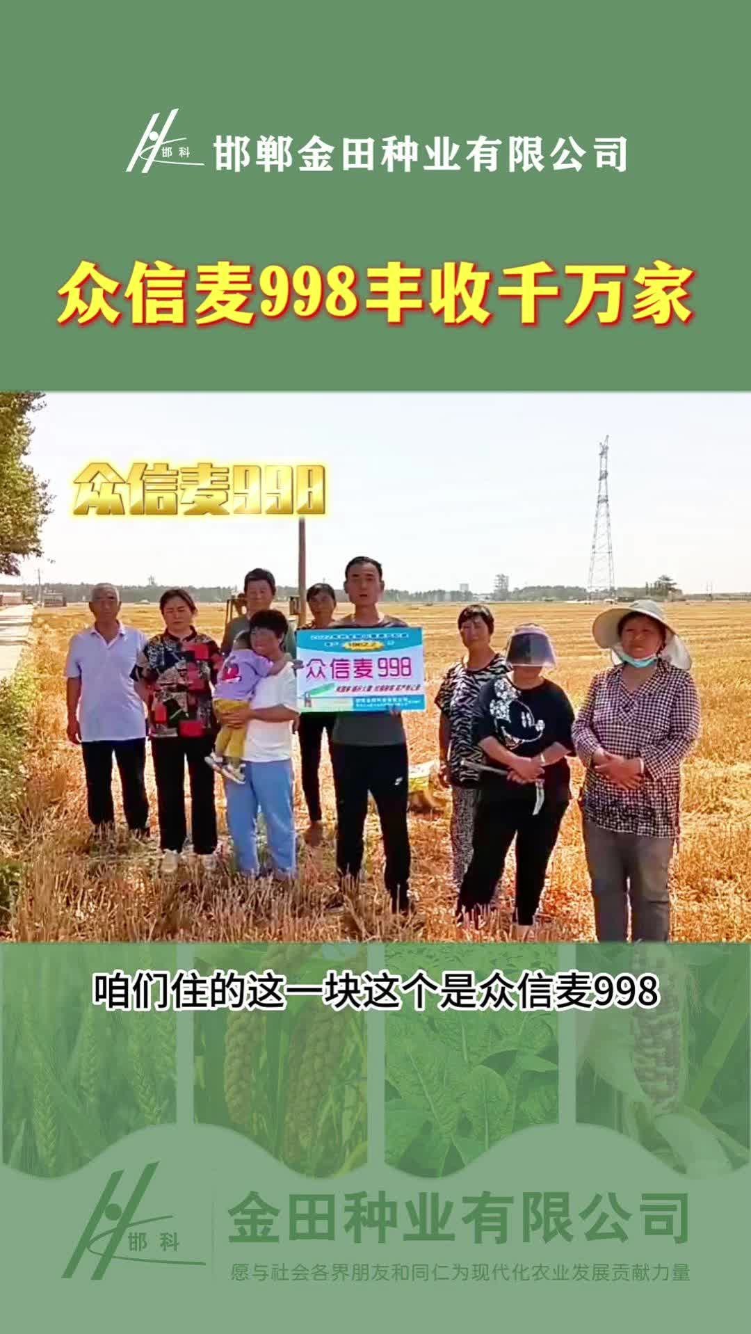小麦种子厂家展示众信麦998收割现场;专业提供高产小麦种子,抗倒小麦