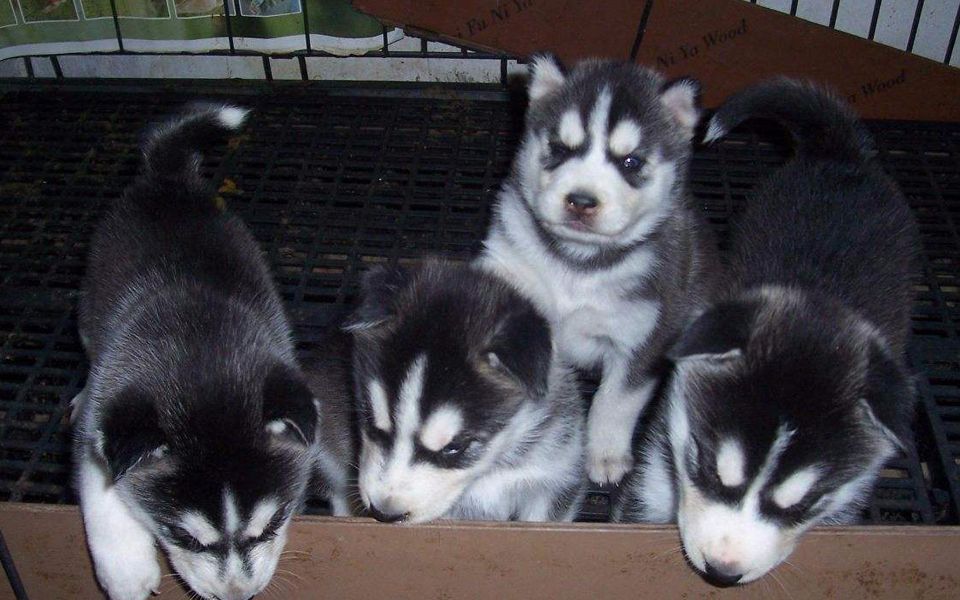 5只哈士奇宝宝拆家上了新闻,虽然个头小,但战斗力都超强!