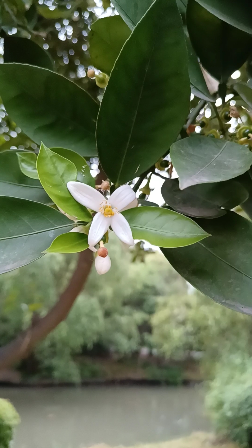 柚子树几月开花图片