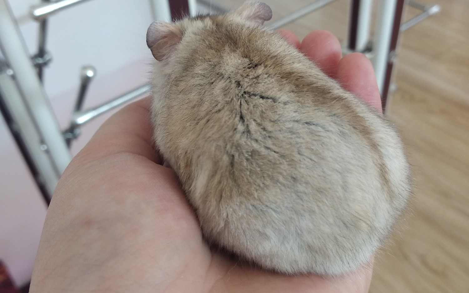 【肥鼠警告】面对挑食的胖鼠肿么办?