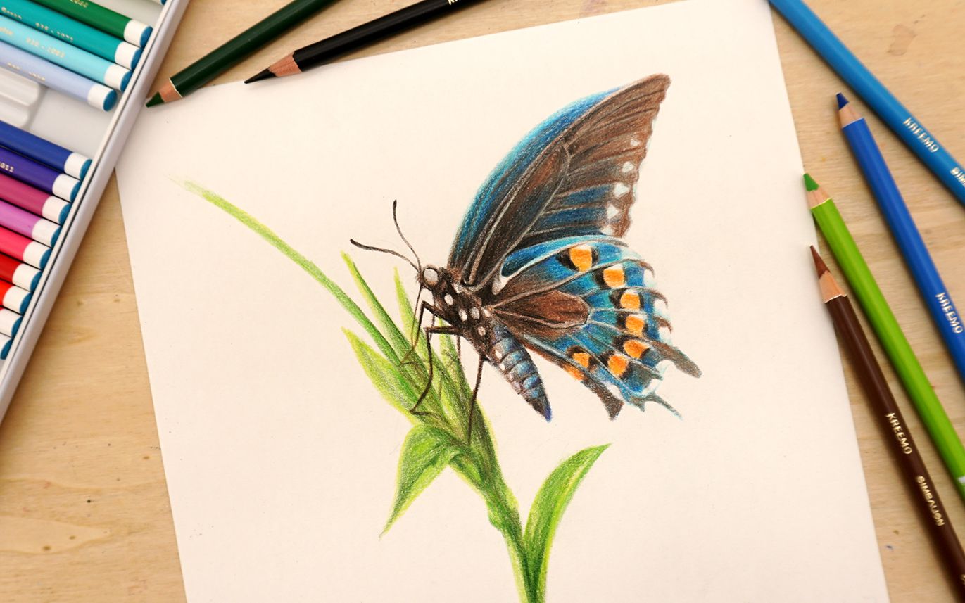 【彩铅】零基础教你用彩铅画一只栩栩如生的蝴蝶~