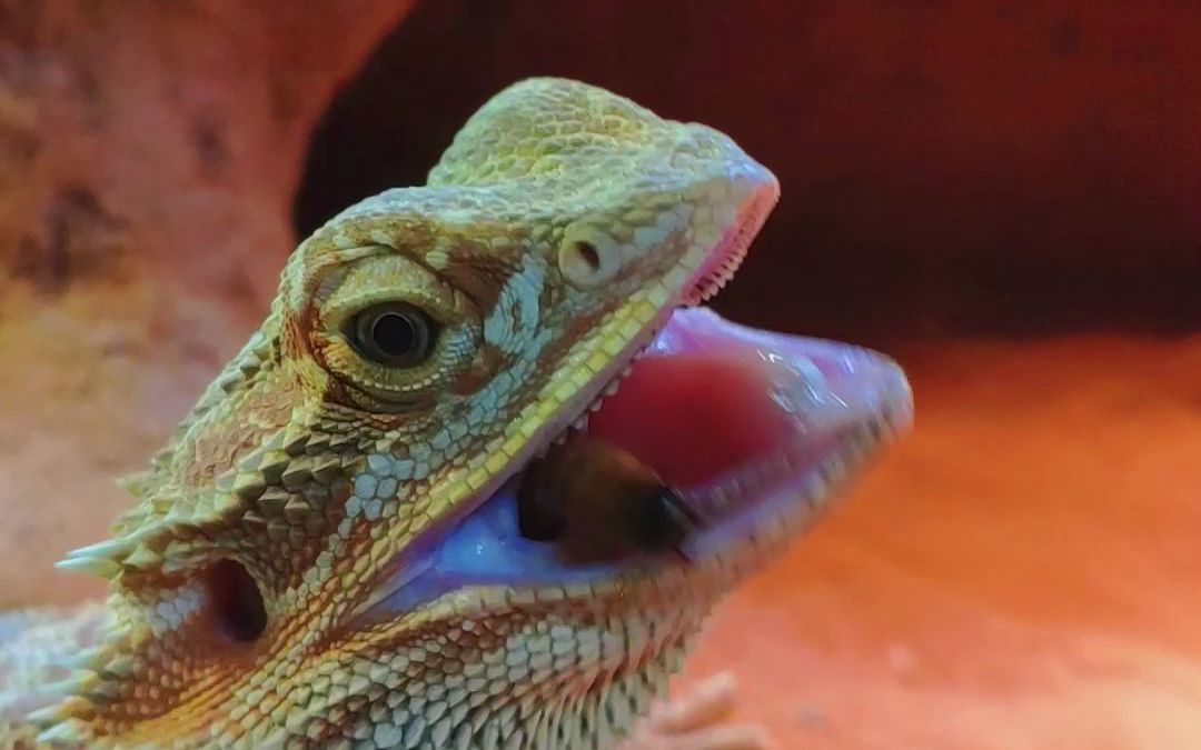 沙漠鬃狮造景玻璃缸_哔哩哔哩_bilibili