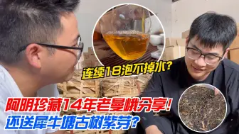 Download Video: 连续18泡不掉水？阿明珍藏14年老曼峨分享！还送犀牛塘古树紫芽？