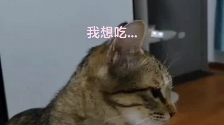 《面 包 有 毒》哔哩哔哩bilibili