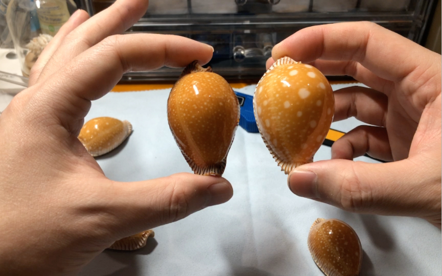 神奇生物系列——素林金星宝螺金星宝螺的一个印度洋亚种,很开心能收