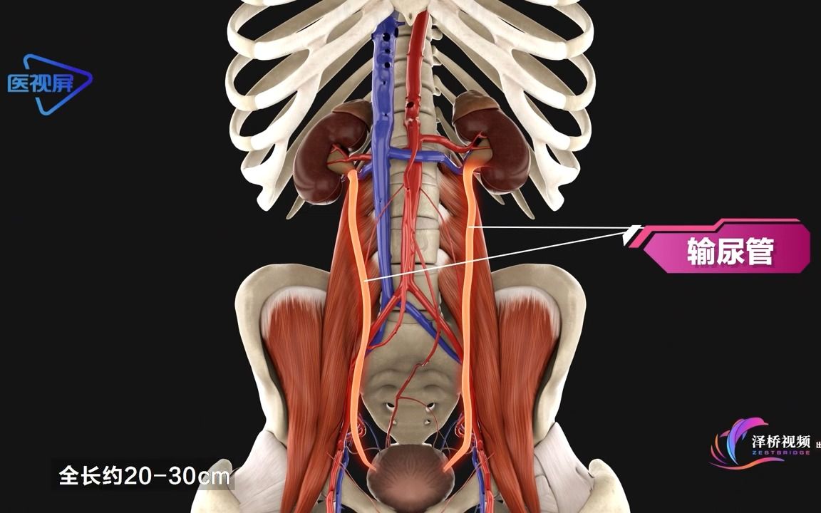人体的生理结构:输尿管哔哩哔哩bilibili