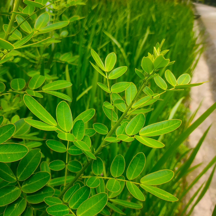 [图]野外实拍30种中草药 （1）