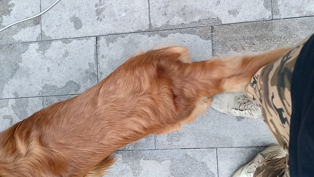 金毛的尾巴抽人确实疼