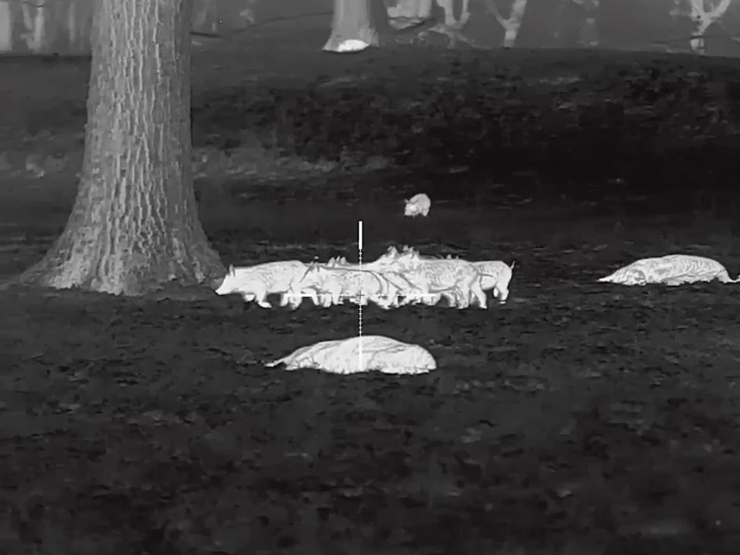 过于刺激了,国产热成像夜视仪火爆海外!狩猎必备