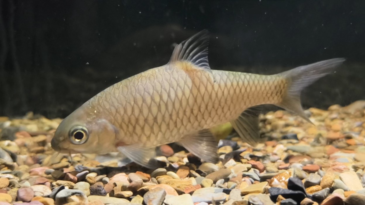 养3个月的青竹鲤,长贼快