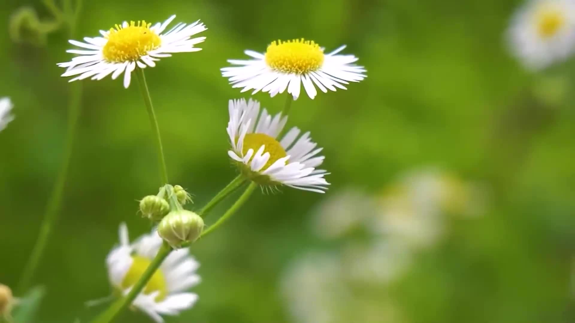 [图]助眠减压轻音乐-所有的玩笑里，都藏着认真的话