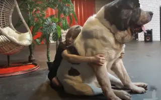 超大型犬 哔哩哔哩 Bilibili