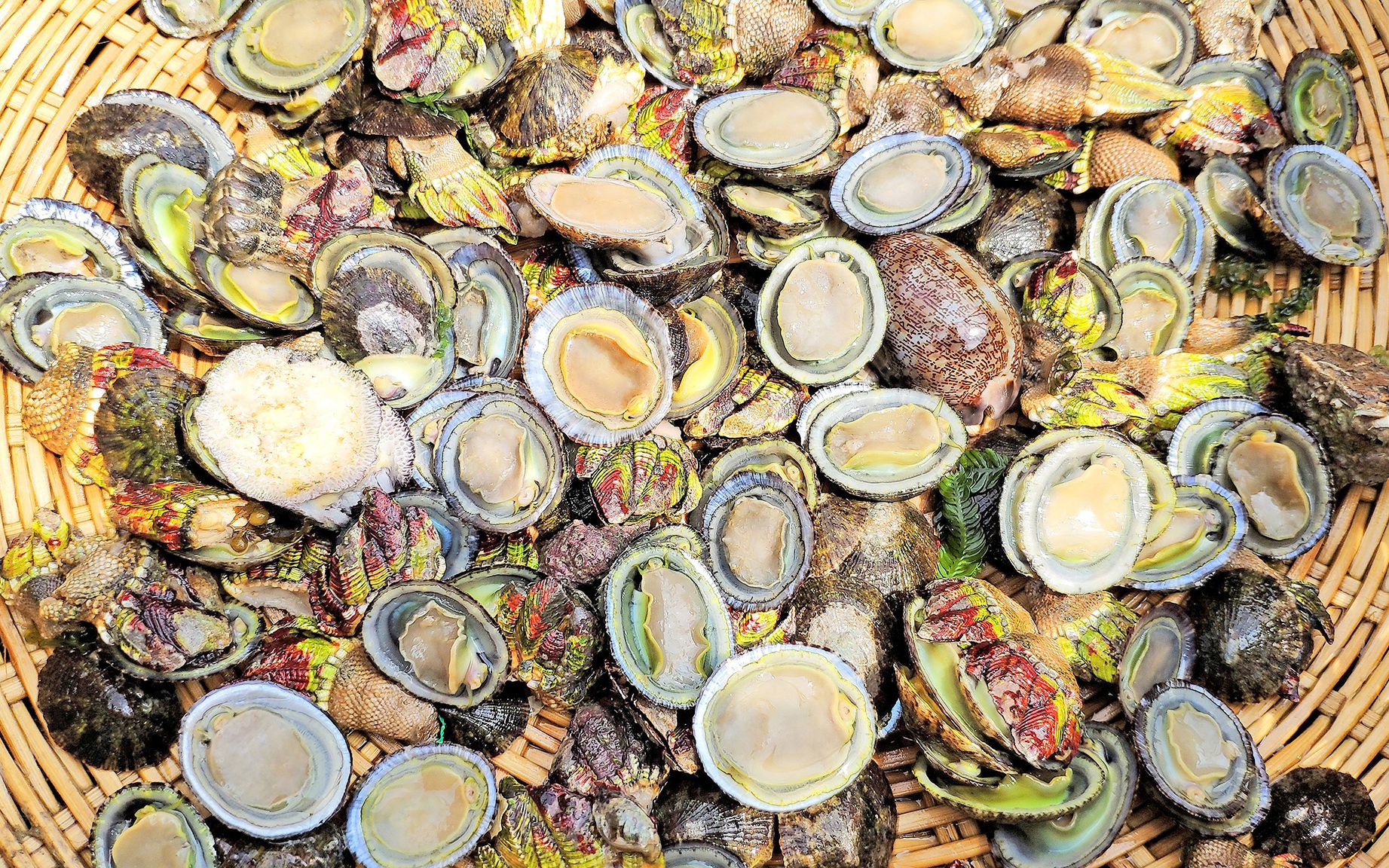 活动  小利带妹妹一家赶海,将军帽和佛手螺搞到这么多,爆炒后感觉被骗