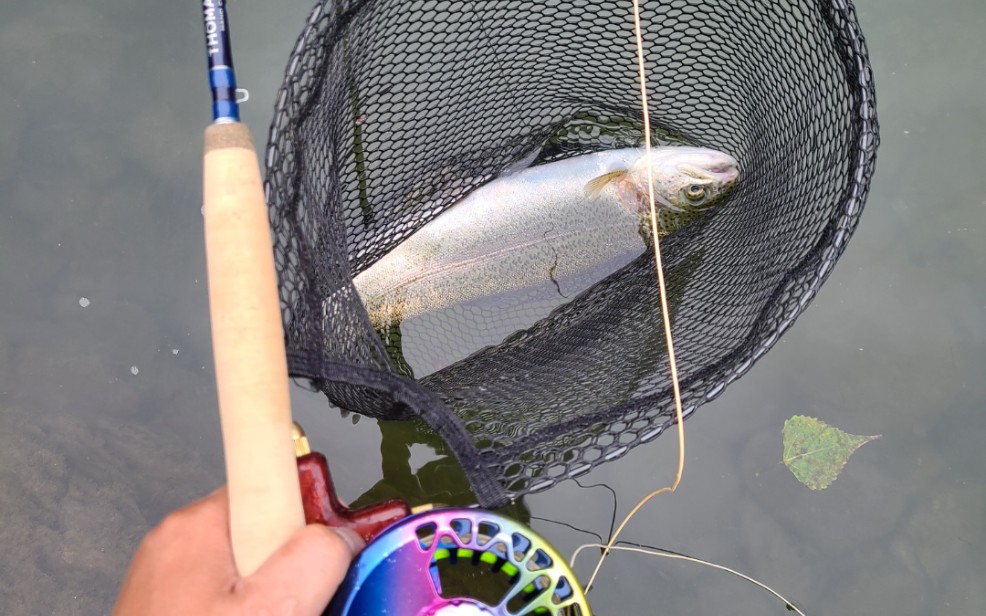 国庆假期飞钓鳟鱼