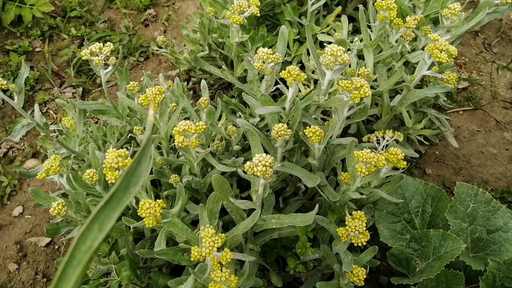 五月十四日,乡村农家小院门前,一种叫茼蒿的蔬菜开花了_哔哩哔哩_bili