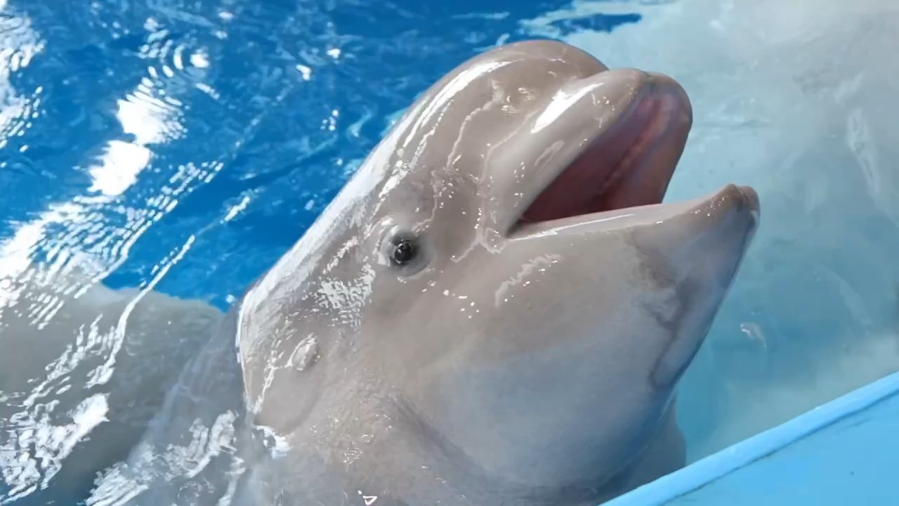 滨海边疆区海洋馆展示了一头新生白鲸