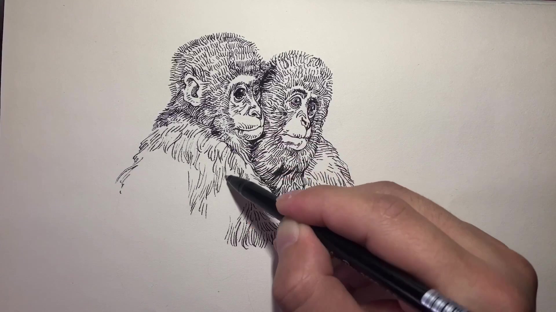 插画教程:教你画一对情侣猴子,黑白线描